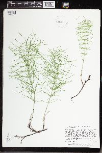Equisetum pratense image