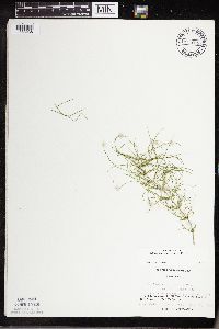 Equisetum pratense image