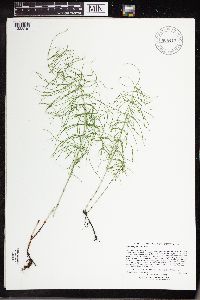 Equisetum pratense image