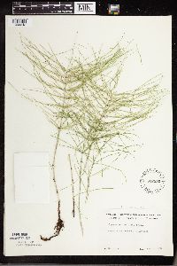 Equisetum pratense image