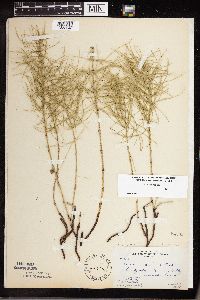 Equisetum pratense image