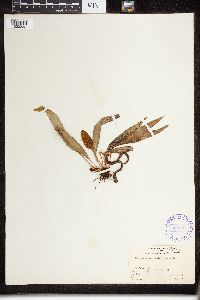 Elaphoglossum societarum image