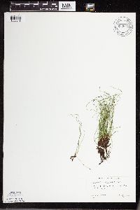 Thumbnail image of current specimen