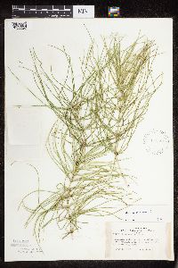 Thumbnail image of current specimen