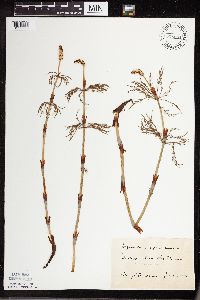 Equisetum sylvaticum image