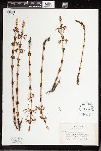 Equisetum sylvaticum image