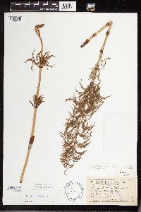 Equisetum sylvaticum image