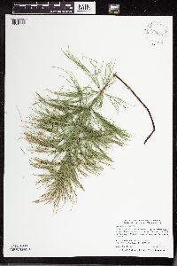 Equisetum sylvaticum image