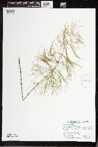 Equisetum sylvaticum image