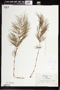 Equisetum sylvaticum image