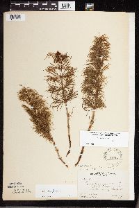 Equisetum sylvaticum image