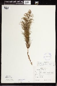Equisetum sylvaticum image
