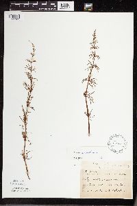 Equisetum sylvaticum image