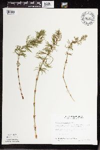 Equisetum sylvaticum image