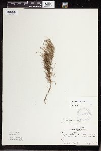 Equisetum sylvaticum image