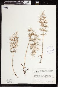 Equisetum sylvaticum image
