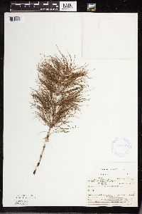 Equisetum sylvaticum image