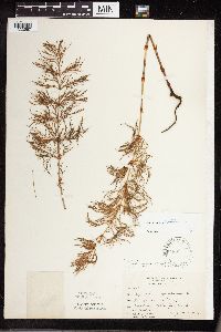 Equisetum sylvaticum image