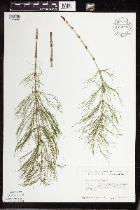 Equisetum sylvaticum image