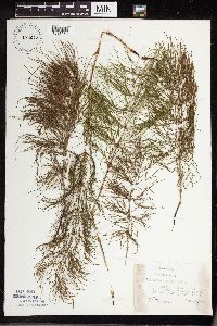 Equisetum sylvaticum image