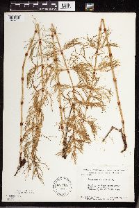 Equisetum sylvaticum image