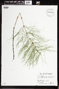 Equisetum sylvaticum image