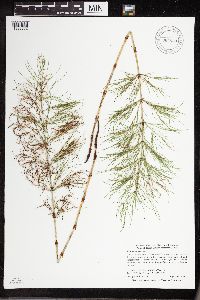 Equisetum sylvaticum image
