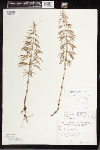 Equisetum sylvaticum image