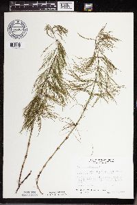 Equisetum sylvaticum image