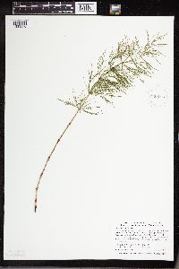 Equisetum sylvaticum image