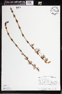 Equisetum sylvaticum image