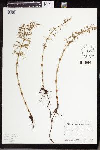 Equisetum sylvaticum image
