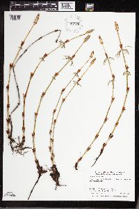 Equisetum sylvaticum image