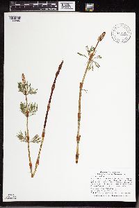 Equisetum sylvaticum image