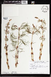 Equisetum sylvaticum image