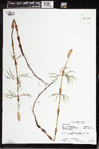 Equisetum sylvaticum image