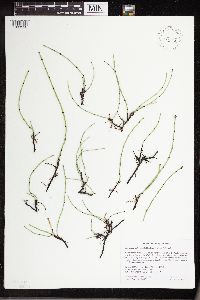 Equisetum variegatum image