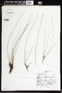 Equisetum variegatum image