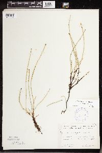 Equisetum variegatum subsp. variegatum image