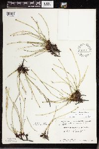Equisetum variegatum subsp. variegatum image