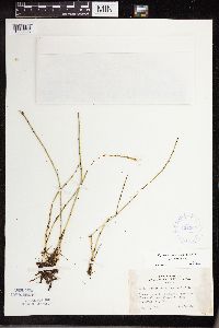 Thumbnail image of current specimen