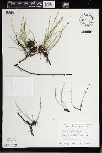 Equisetum variegatum subsp. variegatum image