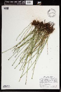 Equisetum variegatum image