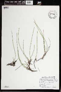 Equisetum variegatum image