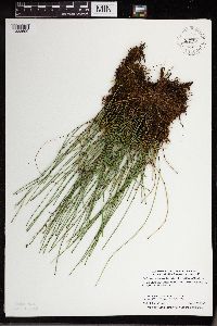 Equisetum variegatum image