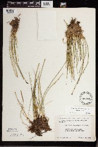 Equisetum variegatum subsp. variegatum image