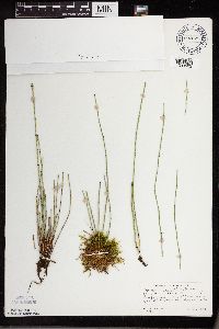 thumbnail image of current specimen