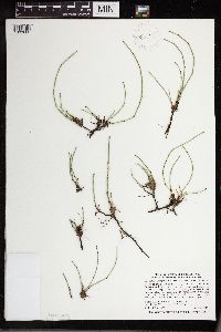 Equisetum variegatum image