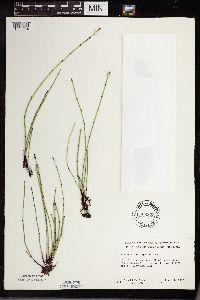 Equisetum variegatum subsp. variegatum image