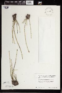 Equisetum variegatum subsp. variegatum image